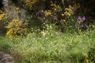 Roadside 'Garden', Sicily, '18.