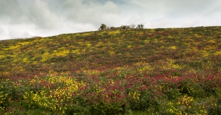 Nebrodi National Park, Sicily, '18.