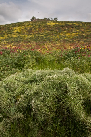 Nebrodi National Park, Sicily, '18.