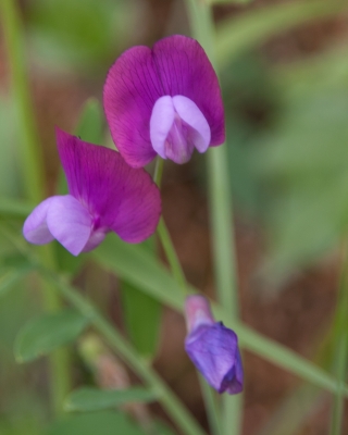 Wild Flowers,  Sicily, '18.