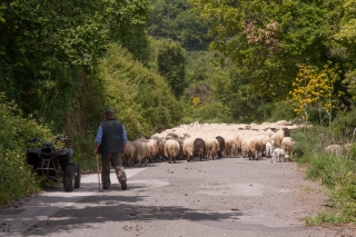 Sheep on Road, Sicily, '18.