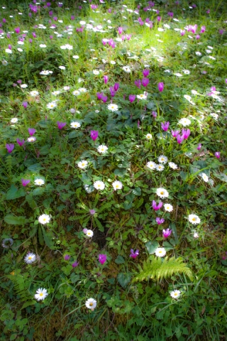 Cyclamen and Daisies, Sicily, 1, '18.