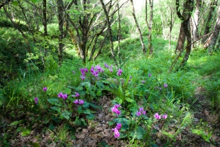 Cyclamen and Daisies, Sicily, 6, '18.