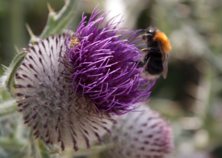 Thistle/Bea, Wittenham Clumps, Oxon, '18.