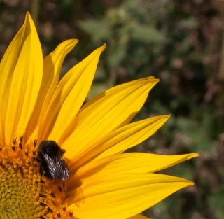 Sunflower/Bee, Gower, Wales, '19.