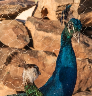 Peacocks, Borj Biramane, Morocco, '19.