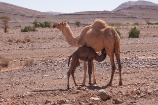 Wild Camels, Nr Icht, Morocco, '19.