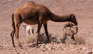 Wild Camels, Nr Icht, Morocco, '19.