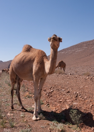 Wild Camels, Nr Icht, Morocco, '19.