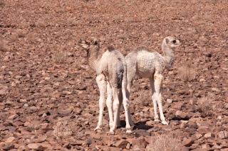 'Push Me Pull You', Nr Icht, Morocco, 19.