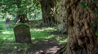 Ancient Yews, Capel-y-finn Churchyard.