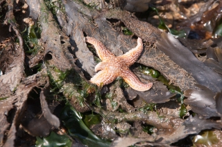 Starfish, Mumbles, Wales, '19.