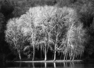 Silver Birches, Stourhead, '19.