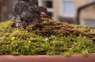 35yr old Oak and Micro Garden, Covid 19, '20.