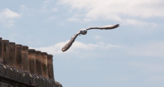 Young Gull, [Covid 19 photo's], Bath, '20.