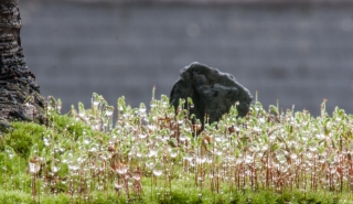 'Raindrops on Moss in Bloom', Covid 19, '20.