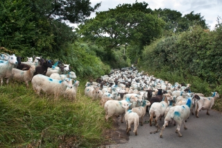 'A Confusion of Sheep', Gower, 2021.