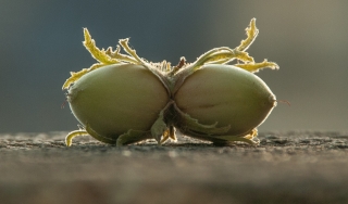 Hazel nut's from Bonsai, 2021.