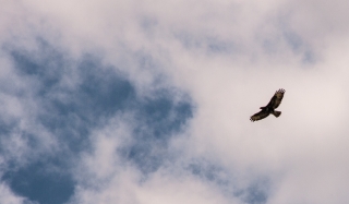 Buzzard, Quantocks, Somerset, '22.