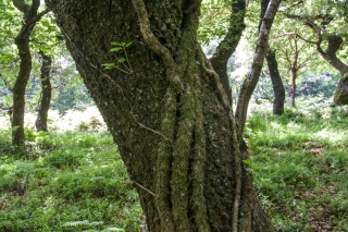 Oak, Quantocks, Somerset, '22.