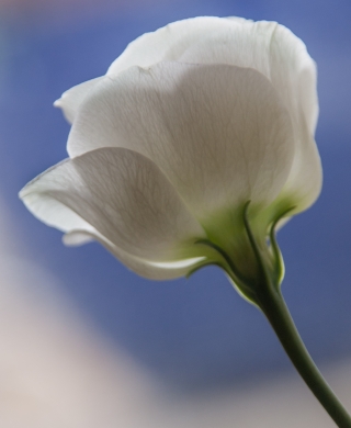 Lisianthus, Bath, '22.