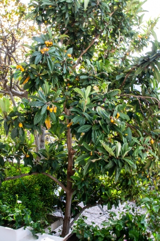 Kumquat tree, Heracles Hotel, Spili, Crete, '23.