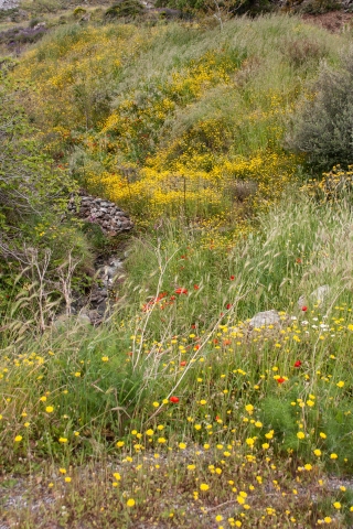 Roadside wild flowers 1, Crete, '23.