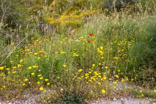 Roadside wild flowers 2, Crete, '23.