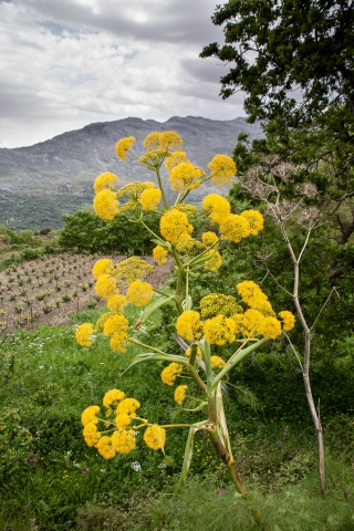 Wild Fennel 1, Crete, '23.