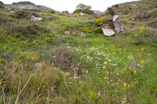 Roadside wild flowers 3, Crete, '23.