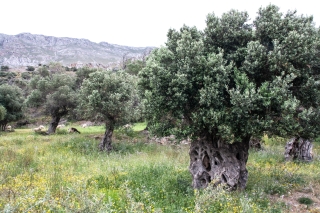 Olive trees and sheep, Crete, '23.