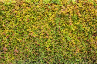 Wall of flowers, Crete, '23.