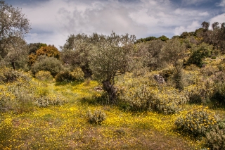 Awash with wildflowers, above Spili, Crete, '23.