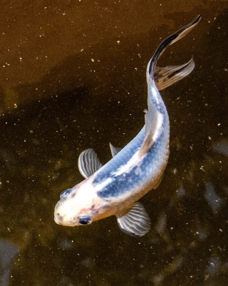 Fish in fountain 1, Meronas, Crete, '23.