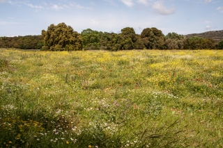 Wild flower meadow 1, Moni Arkadi, Crete, '23.