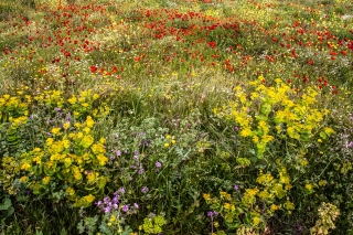 Wild flower meadow 3, Moni Arkadi, Crete, '23.