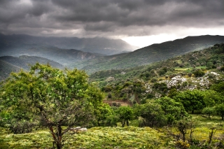 Trees and wild flowers, Amari Valley, Crete, '23.