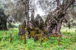 'The Monumental Olive of Jenna' [4000yrs old] 1,  Amari Valley, Crete, '23.