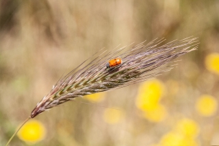 Ladybird, Minoan Cemetery, Crete, '23.