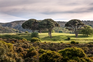 Pines in late afternoon sun, Moni Arkadi, Crete, '23.