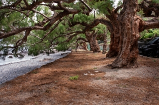 Tamarisk trees, Ravdoucha, Crete, '23.