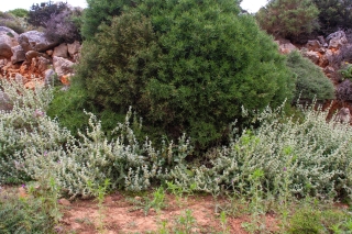 Arid abundance 3, Rodhopou peninsula, Crete, '23.