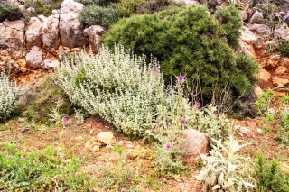 Arid abundance 4, Rodhopou peninsula, Crete, '23.