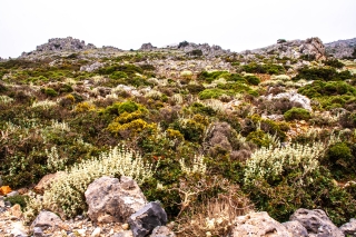 Arid abundance 5, Rodhopou peninsula, Crete, '23.