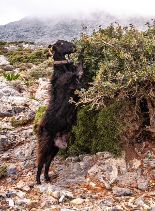 Black goat standing, Rodhopou peninsula, Crete, '23.