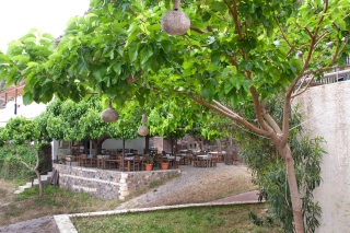 Indian bean trees, 'Waves on the Rock' taverna, Ravdoucha, Crete, '23.