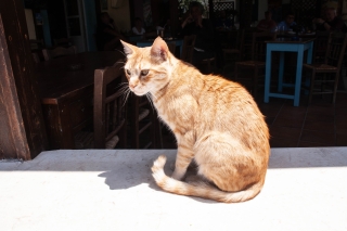 The cat that patted my back, Paleochora, Crete, '23.