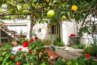 Oranges, Geraniums and a Peacock, Katsomatadhos, Crete, '23.