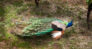 Peacock, Botanical gardens, Fournes, Crete, '23.