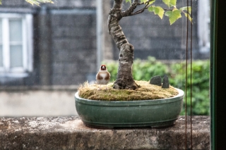 Goldfinch, caught in the headlights, Bath, '23.